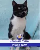 Кошка ищет дом