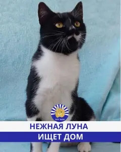 Кошка ищет дом