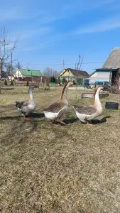 Гуси Кубанские