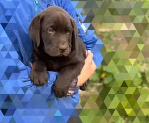 Лабрадор