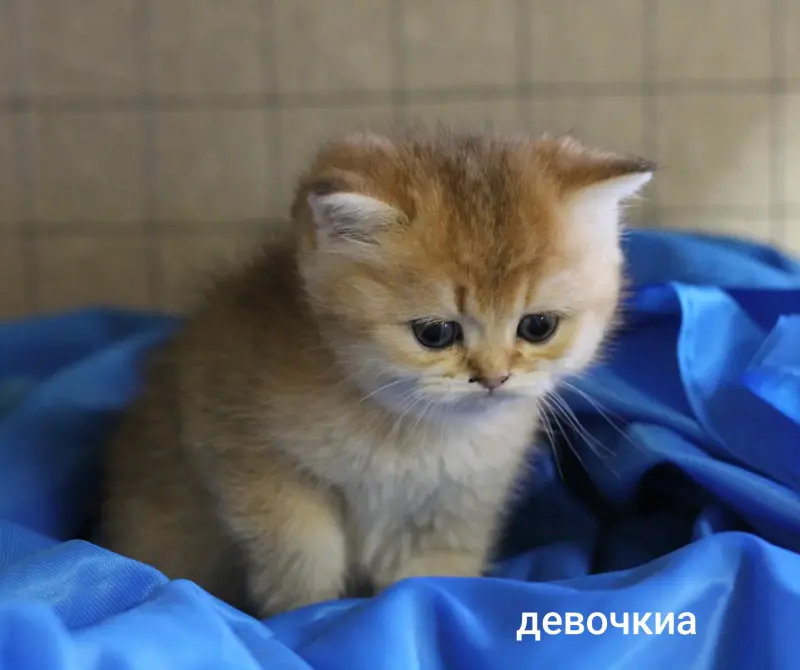 Шотландские котята
