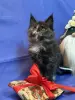 Мейн-Кун котята