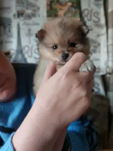Щенки шпица