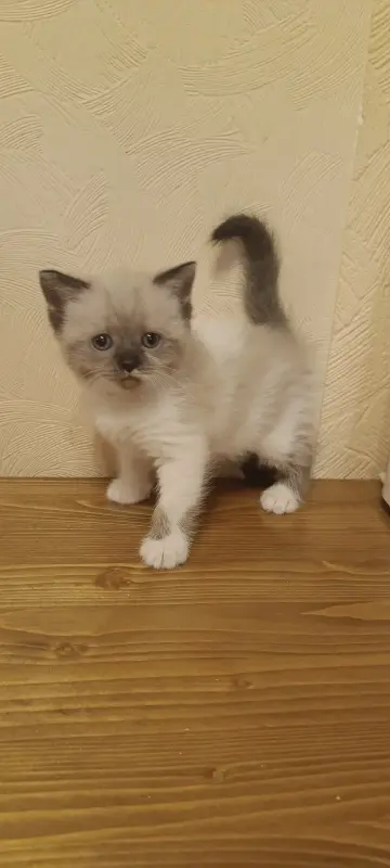 Шотландская кошечка