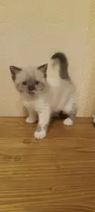 Шотландская кошечка