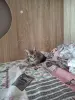 Котенок даром