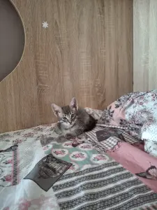 Котенок даром