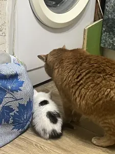 Котята в дар