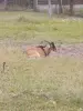 козы