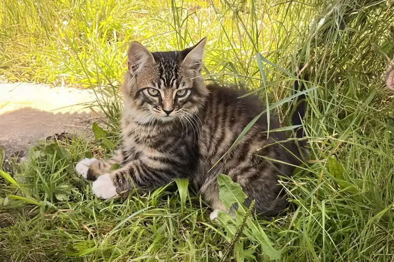 Котята с дач срочно ищут дом