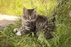 Котята с дач срочно ищут дом