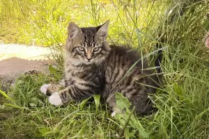 Котята с дач срочно ищут дом