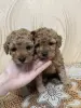 Щенки той-пудель