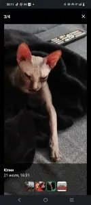 Кошечка два года