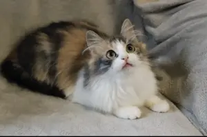 Кошка Миса в добрые руки