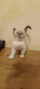 Кошечка