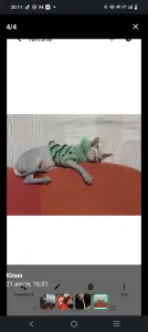 Кошечка два года