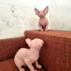 Котята канадский сфинкс и эльф