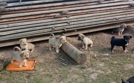 Щенки очень ищут новый дом!