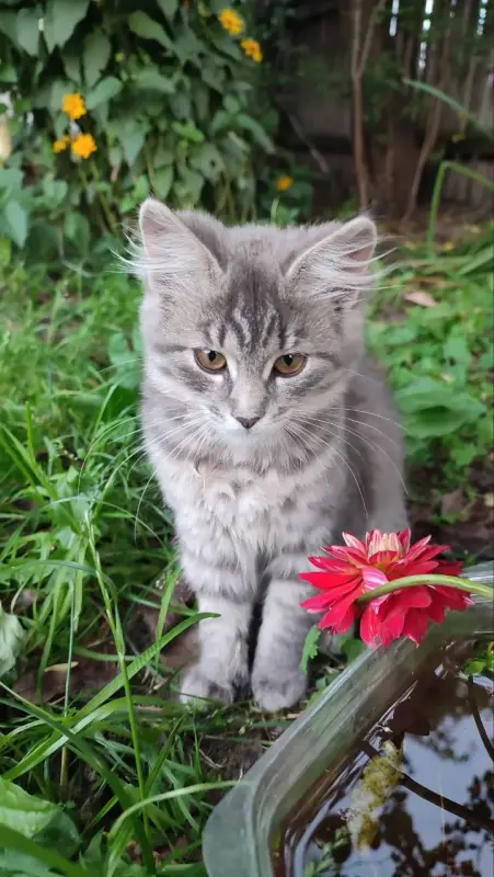 Умные котята