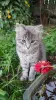 Умные котята