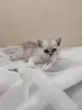 Шотландский котенок
