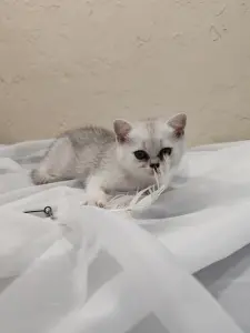 Шотландский котенок