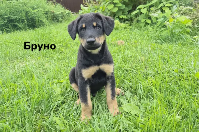Милые щеночки в дар