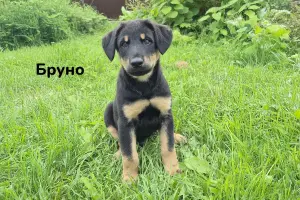 Милые щеночки в дар
