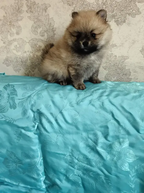 Щенки померанского шпица