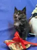 Мейн-Кун котята