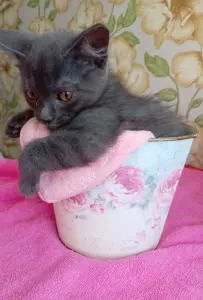 Даром в добрые руки кот