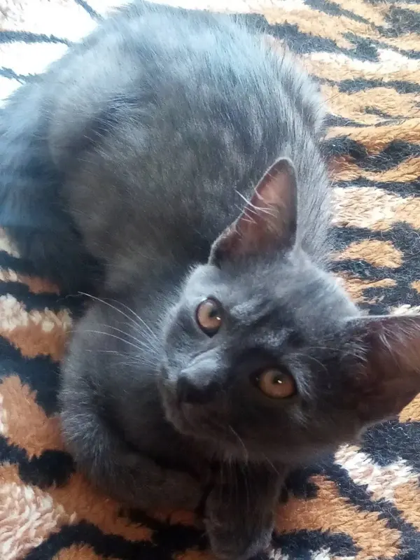 Бесплатно в добрые руки котенок