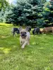 Щенки французского бульдога