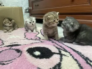 Шотландские котята
