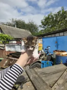 Котенок в добрые руки