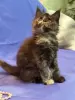 Мейн-Кун котята