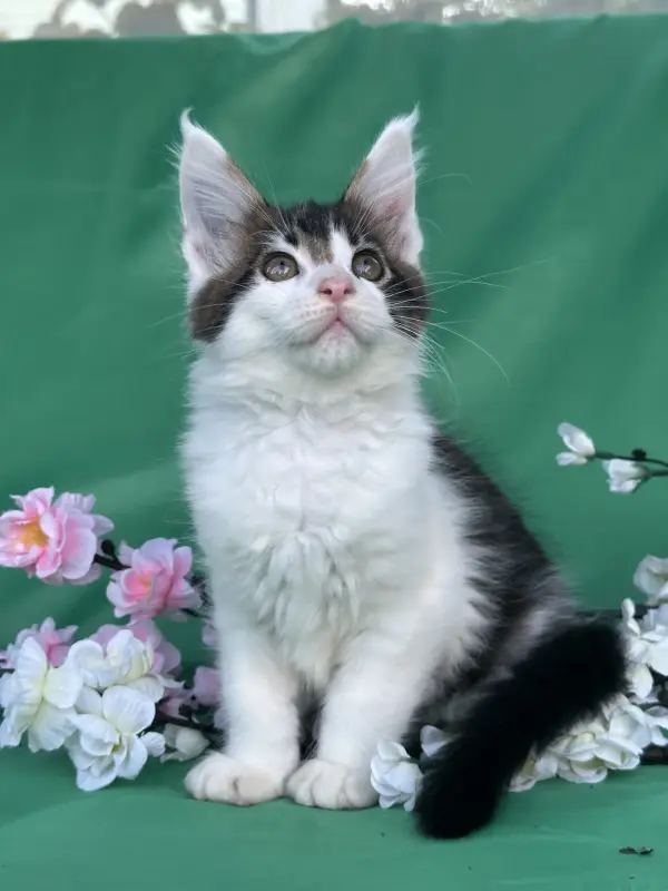 Мейн-Кун котята