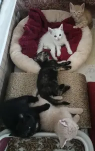 Котята