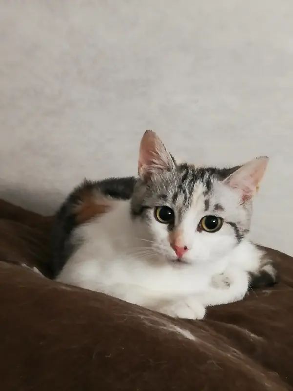 Кошка София в добрые руки