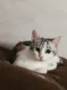 Кошка София в добрые руки