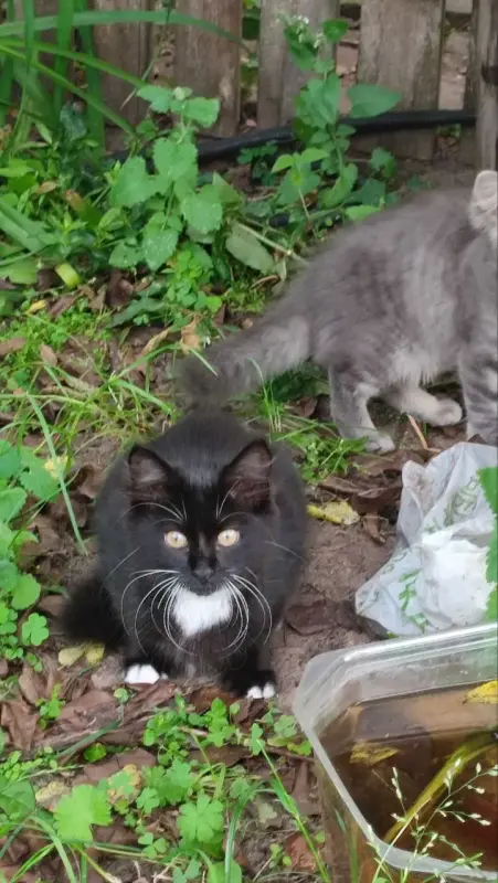 Умные котята