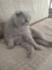 Василий - шотландский вислоухий лиловый кот