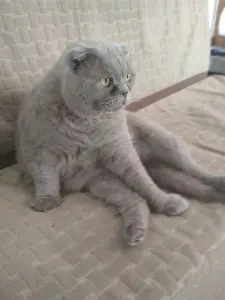 Василий - шотландский вислоухий лиловый кот