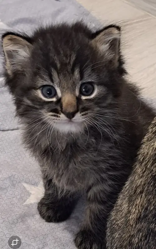 Котята,3 месяца.
