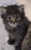 Котята,3 месяца.