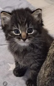 Котята,3 месяца.