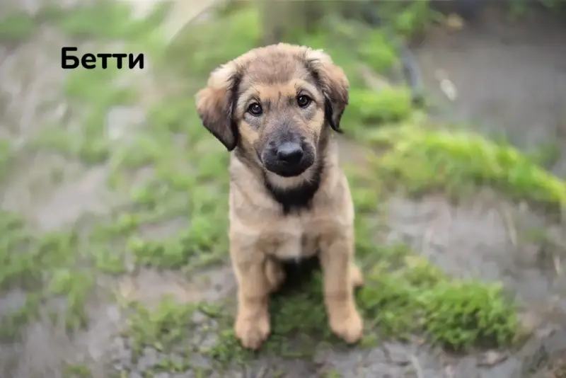 Милые щеночки в дар