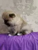 Девочка померанского шпица