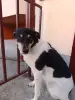 Собака